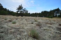 Eine Besonderheit ist die Sandschelle mit Trockenrasenarten und Flechten bei Oderin. 