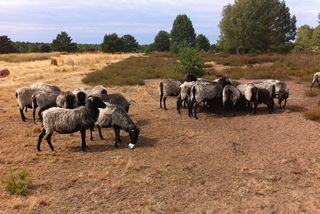 Heidschnucken sind besonders gut an die kargen Bedingungen in der Heide angepasst. 