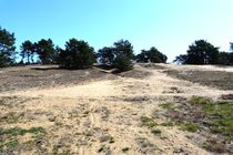 Auf dem Kamm der Düne finden sich noch offene Sandflächen und nur einige kleine Kiefern. 