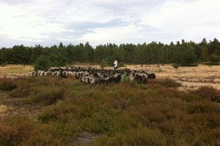 Tagsüber zieht die Herde mit dem Schäfer und Hütehund Becky über die Heide. 